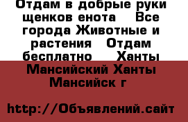 Отдам в добрые руки щенков енота. - Все города Животные и растения » Отдам бесплатно   . Ханты-Мансийский,Ханты-Мансийск г.